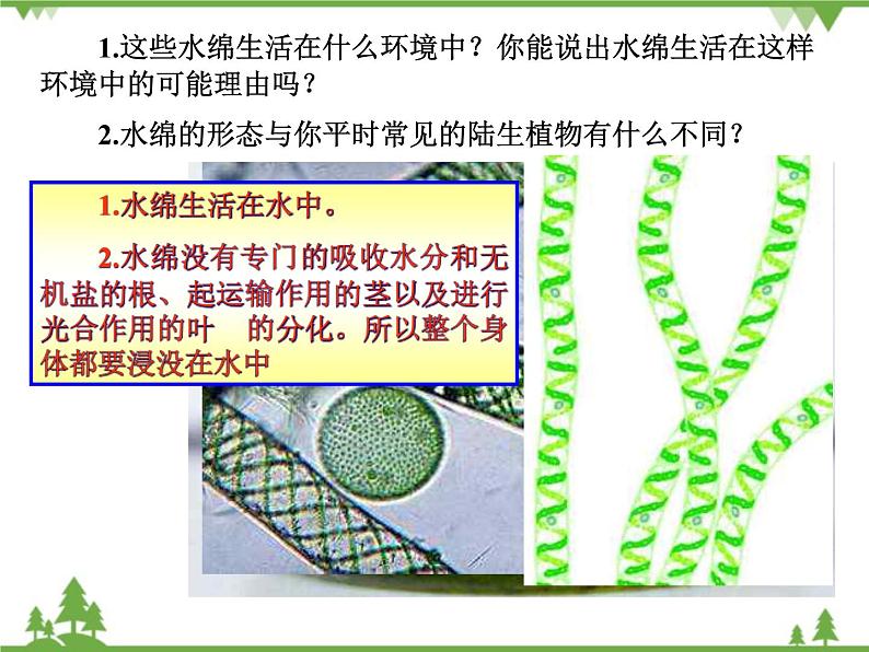 鲁科版（五四学制）生物六年级下册 1.1《藻类植物》ppt课件08