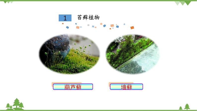 鲁科版（五四学制）生物六年级下册1.2《苔藓和蕨类植物》ppt课件05