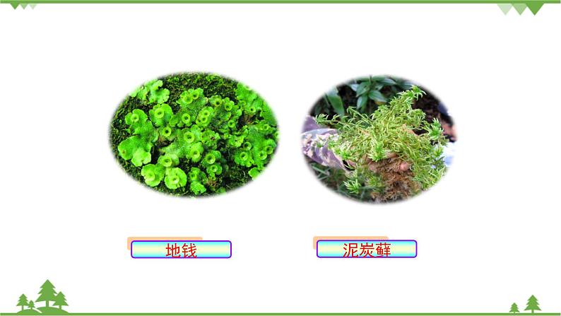 鲁科版（五四学制）生物六年级下册1.2《苔藓和蕨类植物》ppt课件06