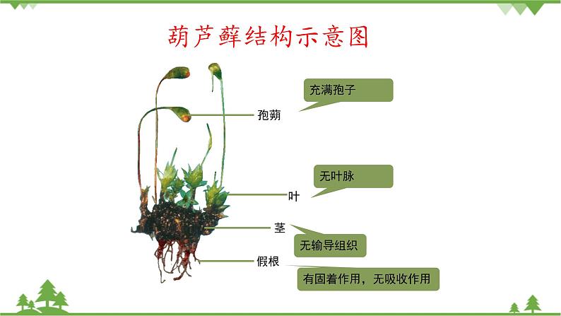 鲁科版（五四学制）生物六年级下册1.2《苔藓和蕨类植物》ppt课件07