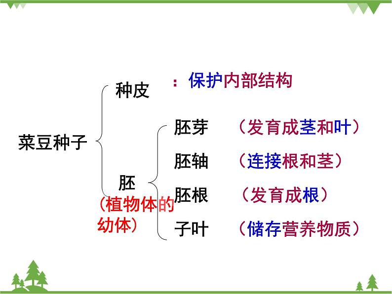 鲁科版（五四学制）生物六年级下册1.3《种子植物 (2)》ppt课件03