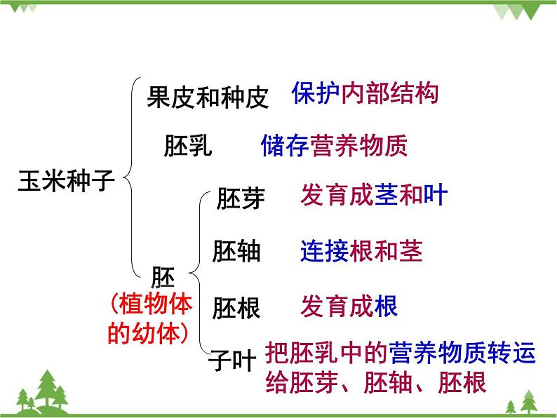 鲁科版（五四学制）生物六年级下册1.3《种子植物 (2)》ppt课件04