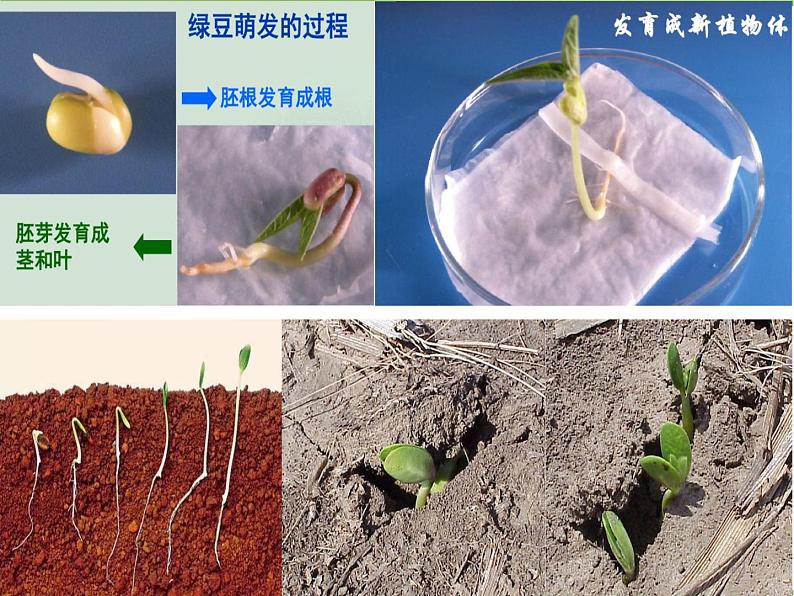 鲁科版（五四学制）生物六年级下册1.3《种子植物 (2)》ppt课件05