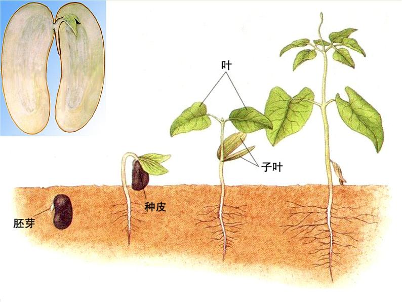 鲁科版（五四学制）生物六年级下册1.3《种子植物 (2)》ppt课件06