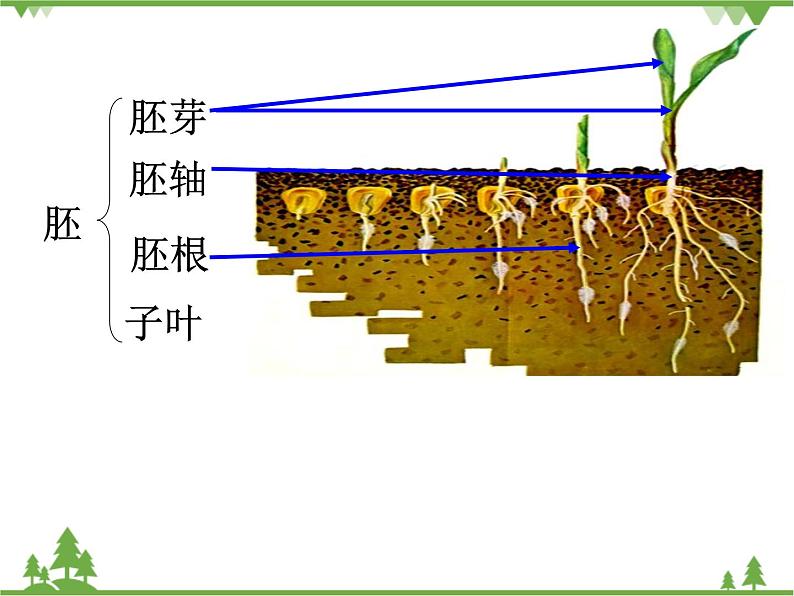 鲁科版（五四学制）生物六年级下册1.3《种子植物 (2)》ppt课件07