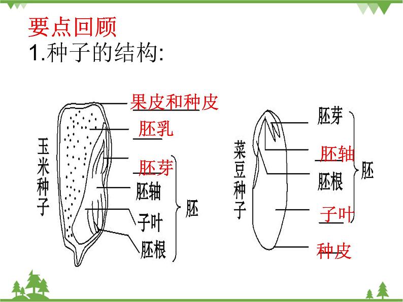 鲁科版（五四学制）生物六年级下册 第一章 绿色植物 复习ppt课件08