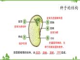 鲁科版（五四学制）生物六年级下册2.1《 种子的萌发》ppt课件