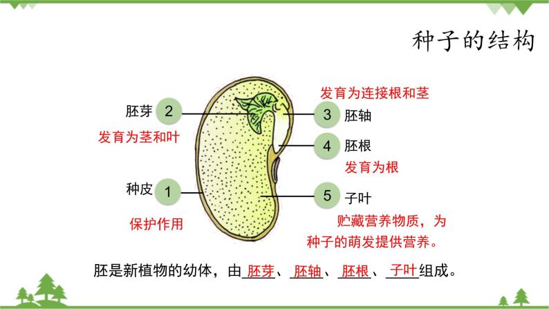 鲁科版（五四学制）生物六年级下册2.1《 种子的萌发》ppt课件05