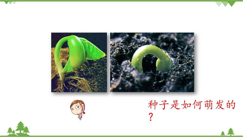 鲁科版（五四学制）生物六年级下册2.1《 种子的萌发》ppt课件07