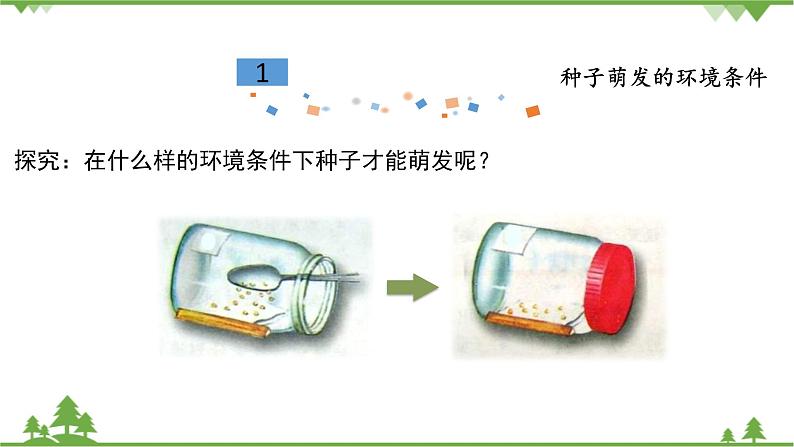 鲁科版（五四学制）生物六年级下册2.1《 种子的萌发》ppt课件08