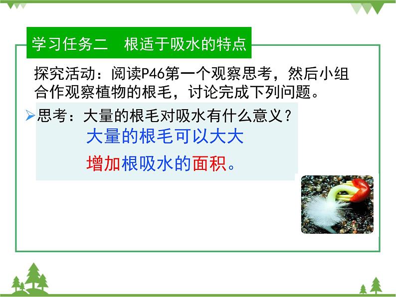 鲁科版（五四学制）生物六年级下册 3.1《水分进入植物体内的途径》ppt课件07