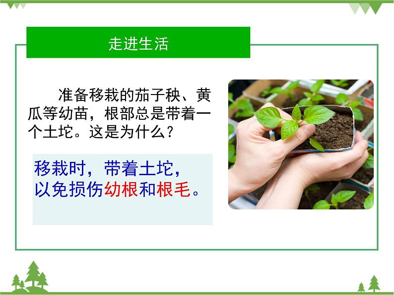 鲁科版（五四学制）生物六年级下册 3.1《水分进入植物体内的途径》ppt课件08