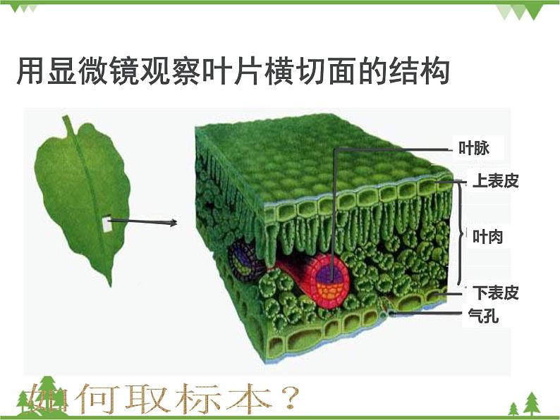 鲁科版（五四学制）生物六年级下册3.2《绿色植物参与生物圈的水循环》ppt课件05