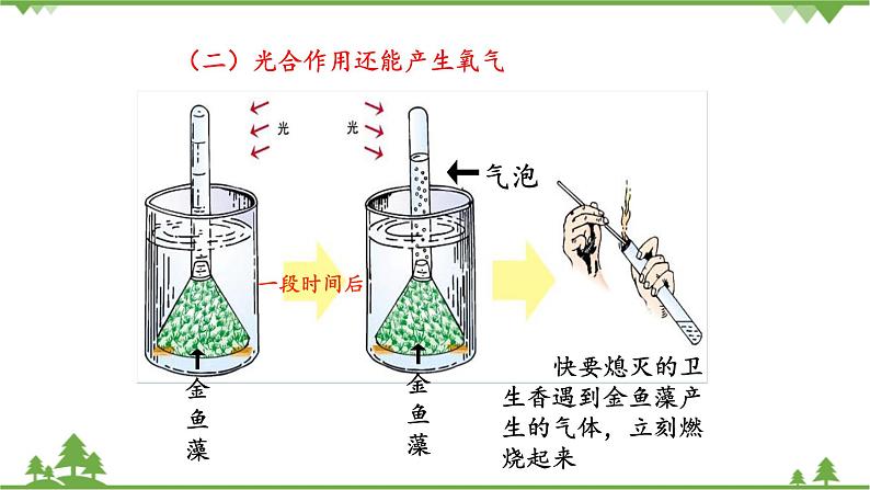 鲁科版（五四学制）生物六年级下册 第五章 绿色植物与生物圈中的碳—氧平衡  复习ppt课件第8页