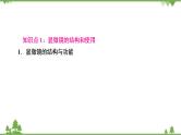 2021年生物中考人教版复习课件：第2单元 第1章 细胞是生命活动的基本单位