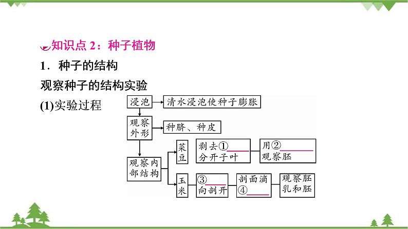 2021年生物中考人教版复习课件：第3单元 第1章 生物圈中有哪些绿色植物07