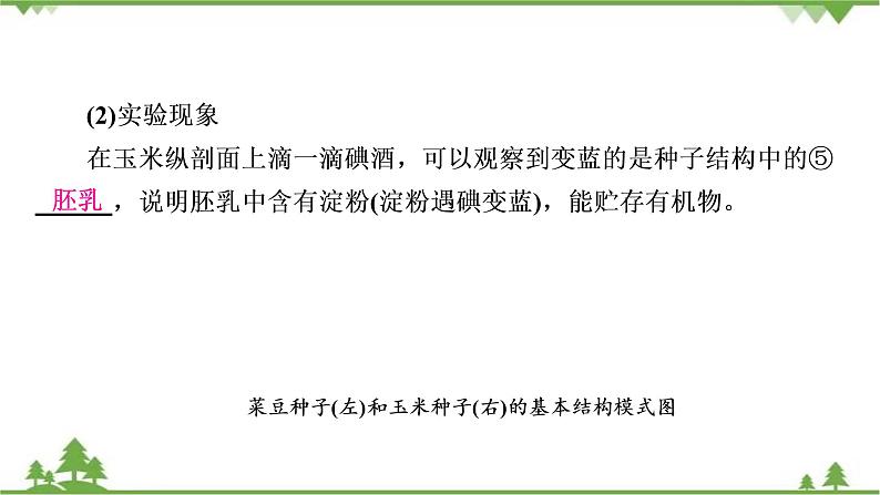 2021年生物中考人教版复习课件：第3单元 第1章 生物圈中有哪些绿色植物08