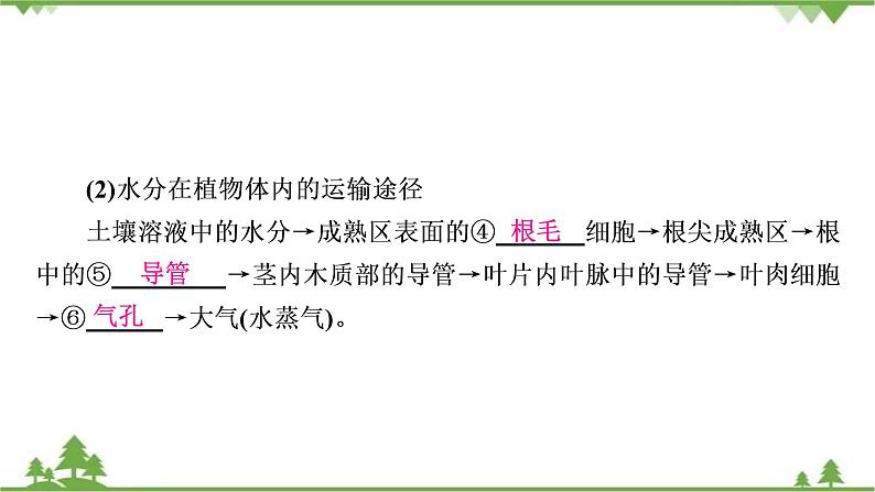 2021年生物中考人教版复习课件：第3单元 第3章 绿色植物与生物圈的水循环06