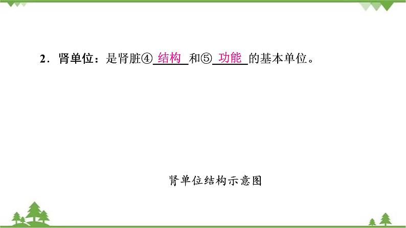 2021年生物中考人教版复习课件：第4单元 第5章 人体内废物的排出03