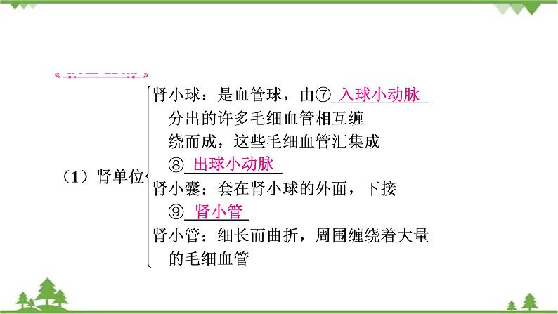 2021年生物中考人教版复习课件：第4单元 第5章 人体内废物的排出04