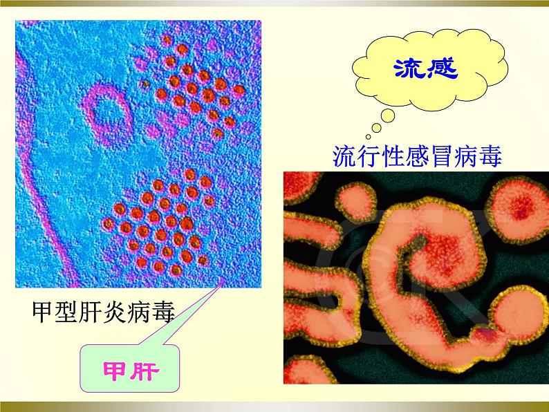 预防传染病_课件_北师大七年级下第5页