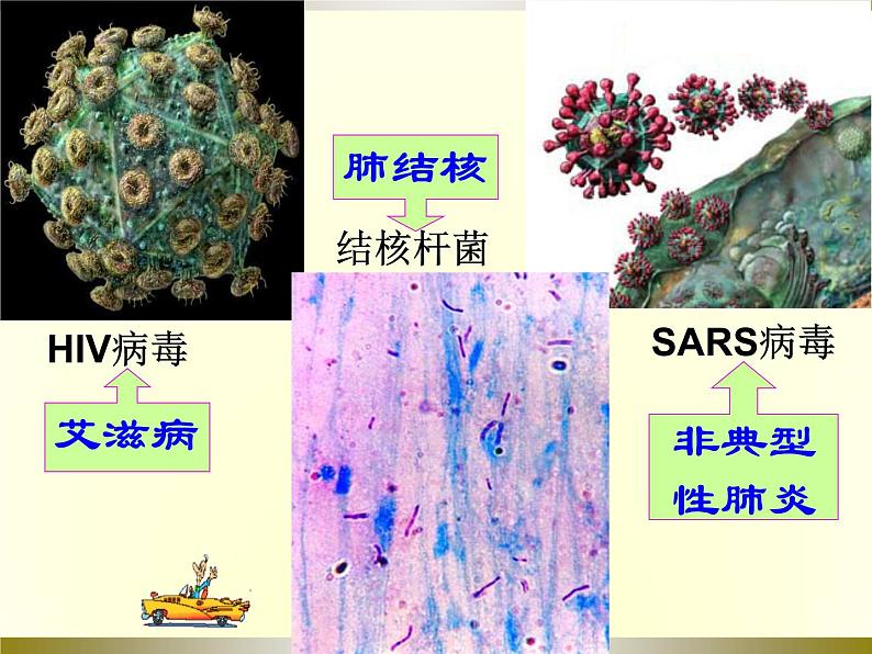 预防传染病_课件_北师大七年级下第6页