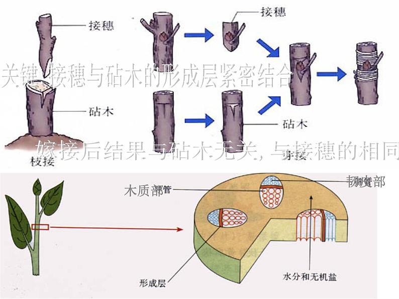 2021年中考八年级下册总复习 课件05