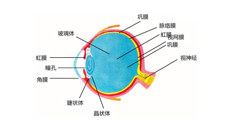 人教版七年级下册生物6.1人体对外界环境的感知 PPT课件+视频第5页