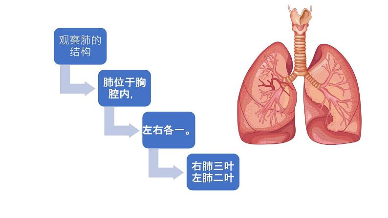 人教版七年级下册生物3.2生在肺内的气体交换 PPT课件+视频第2页