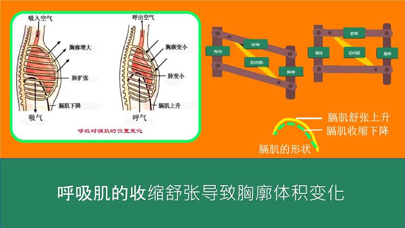 人教版七年级下册生物3.2生在肺内的气体交换 PPT课件+视频第8页