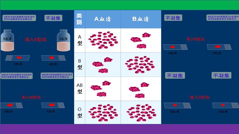 人教版七年级下册生物4.4 输血与血型 精品 PPT课件+视频第6页