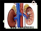 人教版七年级下册生物第五章 人体内废物的排出 PPT课件+视频