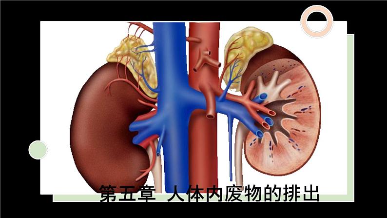 人教版七年级下册生物第五章 人体内废物的排出 PPT课件+视频第1页