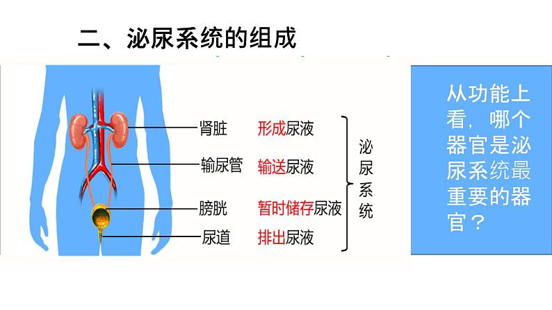 人教版七年级下册生物第五章 人体内废物的排出 PPT课件+视频第5页