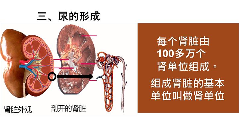 人教版七年级下册生物第五章 人体内废物的排出 PPT课件+视频第6页