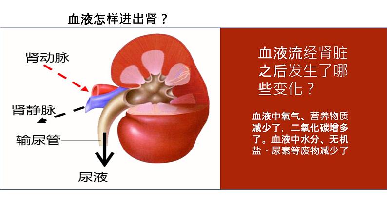 人教版七年级下册生物第五章 人体内废物的排出 PPT课件+视频第8页