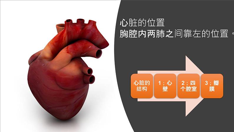 人教版七年级下册生物4.3输送血液的泵──心脏 PPT课件+视频06