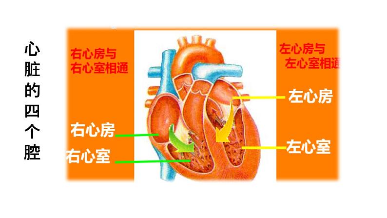 人教版七年级下册生物4.3输送血液的泵──心脏 PPT课件+视频07