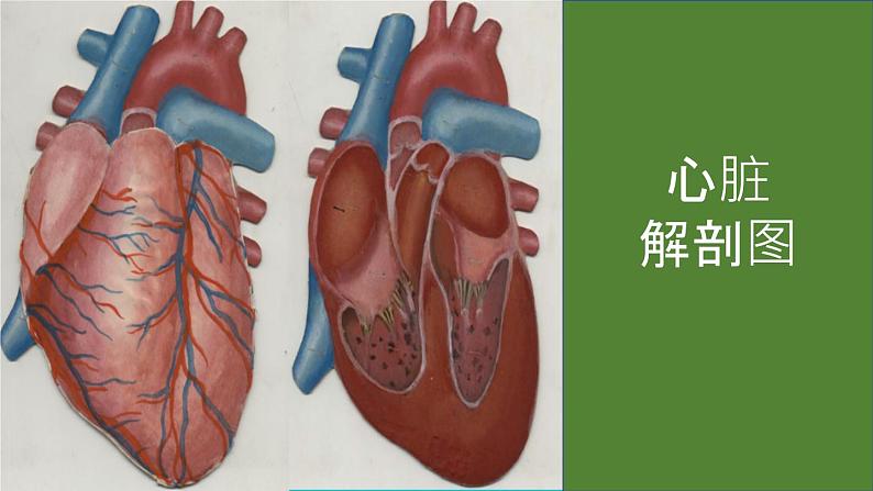 人教版七年级下册生物4.3输送血液的泵──心脏 PPT课件+视频08