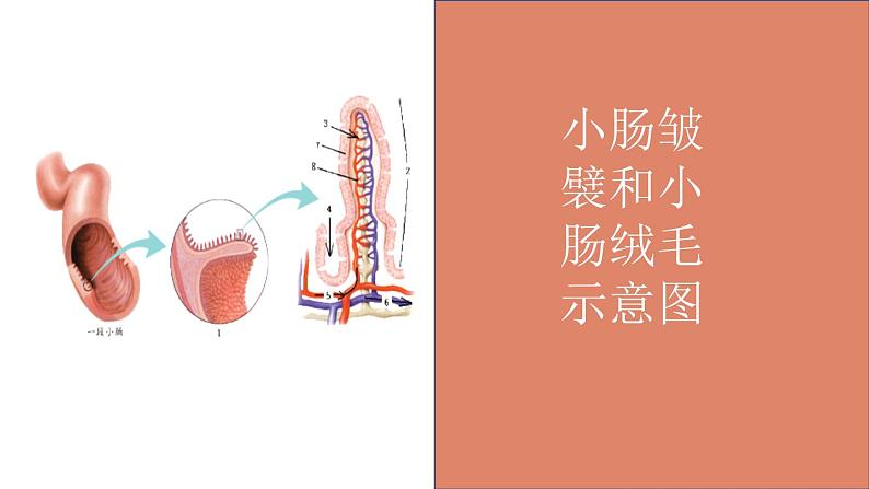 人教版七年级下册生物4.1流动的组织──血液 PPT课件+视频02