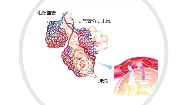 人教版七年级下册生物4.1流动的组织──血液 PPT课件+视频03