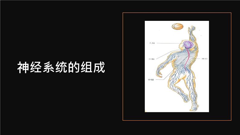 人教版七年级下册生物6.2 神经系统的组成 PPT课件+视频第8页