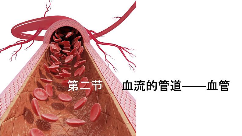 人教版七年级下册生物4.2 血流的管道──血管  PPT课件+视频01