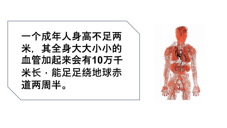 人教版七年级下册生物4.2 血流的管道──血管  PPT课件+视频02