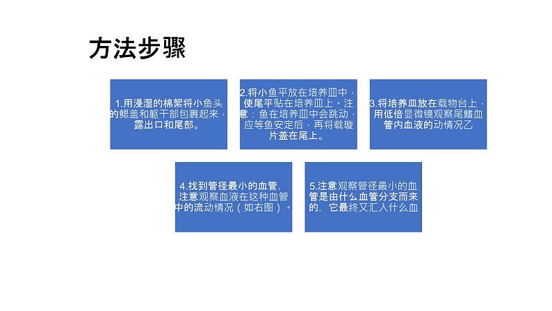 人教版七年级下册生物4.2 血流的管道──血管  PPT课件+视频05