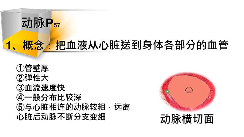 人教版七年级下册生物4.2 血流的管道──血管  PPT课件+视频07