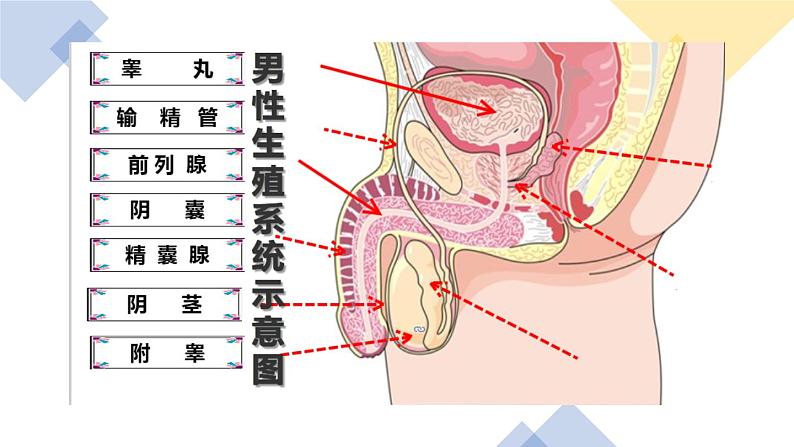 人教版七年级下册生物1.2人的生殖 PPT课件+视频08