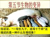 新人教版八年级下册-生物的变异(课件)