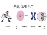 生物八年级下册第七单元第二章第二节基因在亲子代间的传递.ppt