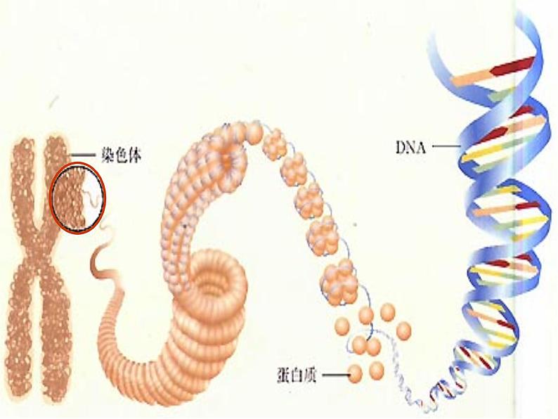 生物八年级下册第七单元第二章第二节基因在亲子代间的传递.ppt06